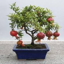 Pomegranate 'Mini'